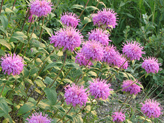 Wild Bergamot