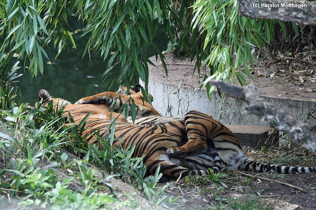 Sumatra-Tiger (Wilhelma)