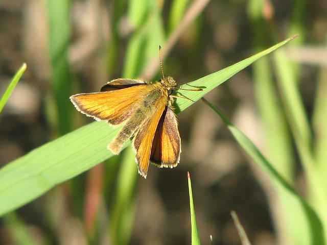 European Skipper