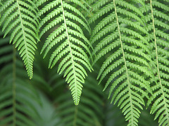 Feathery ferns