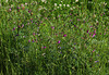 Vicia sativa subsp sagitalis