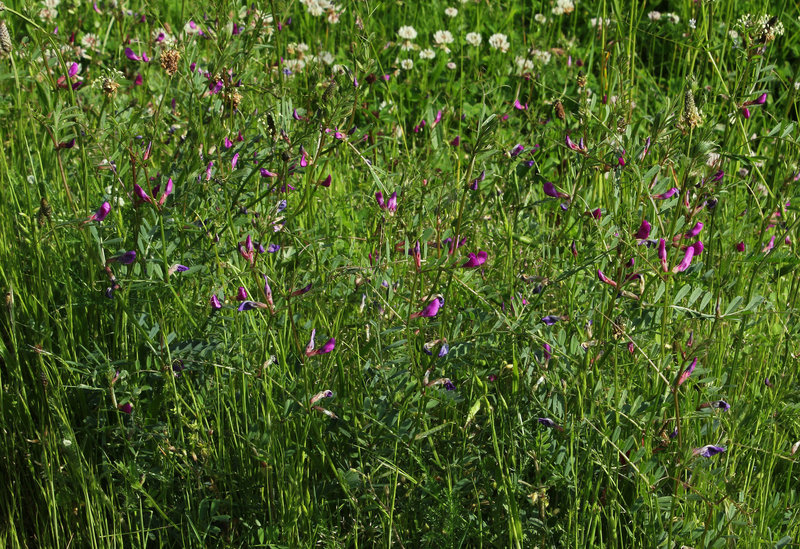 Vicia sativa subsp sagitalis