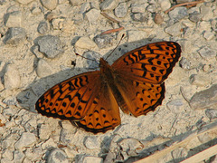 Fritillary