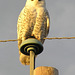 Snowy Owl