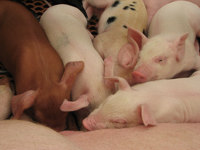 Piggies at the Stampede
