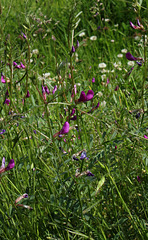 Vicia sativa subsp sagitalis-001