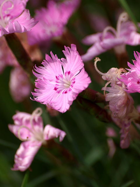 little pinks