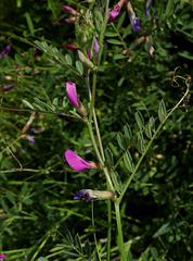 Vicia sativa subsp sagitalis-002