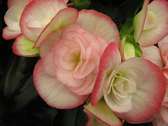 Begonia