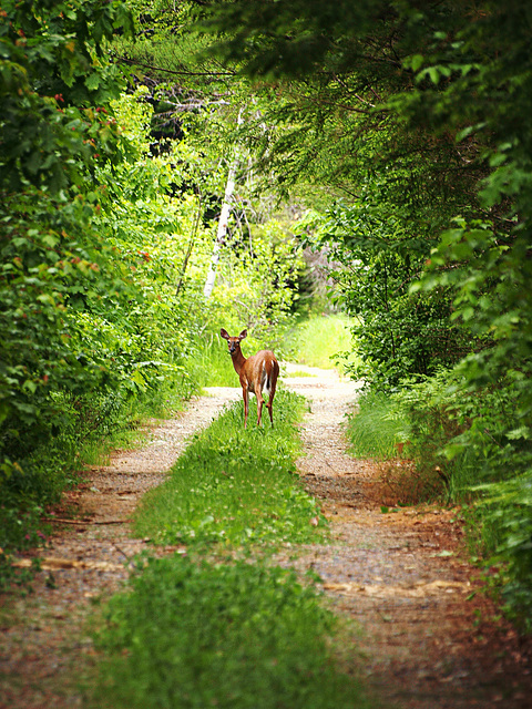 road block