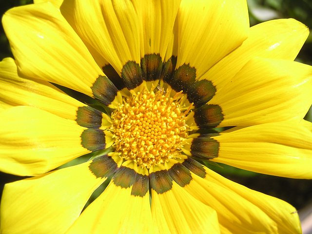 Gazania