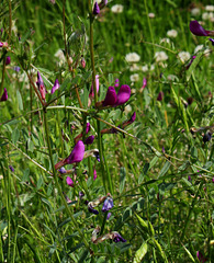 Vicia sativa subsp sagitalis-003