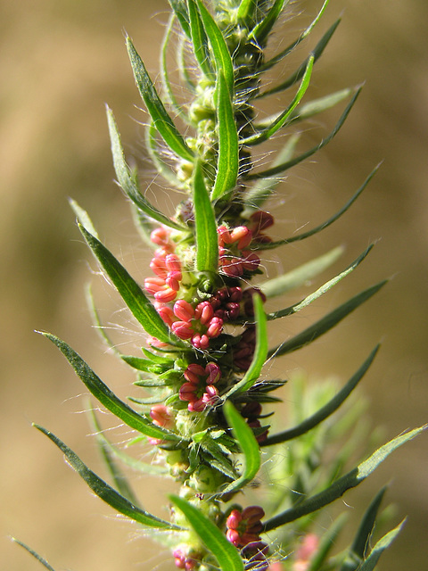 Kochia