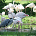 Graureiher und Flamingos (Wilhelma)