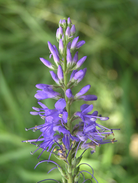 Long-leaf Speedwell