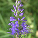 Long-leaf Speedwell