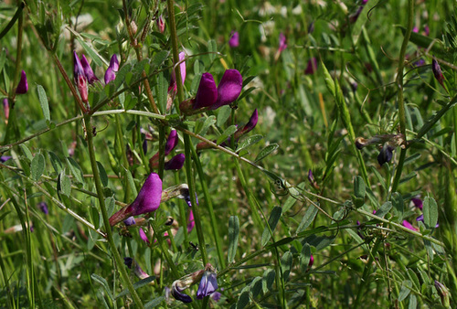 Vicia sativa subsp sagitalis-004