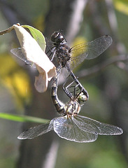 Dragonflies mating