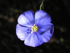 Common Flax