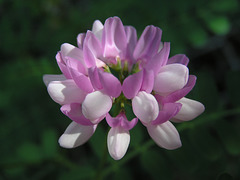 Crownvetch