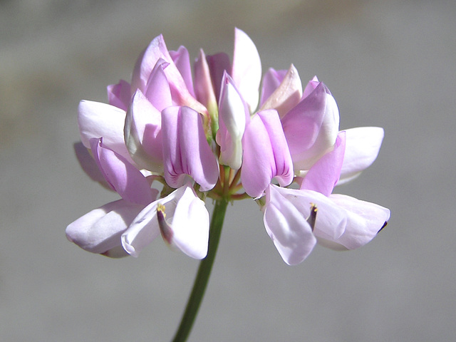 Crownvetch