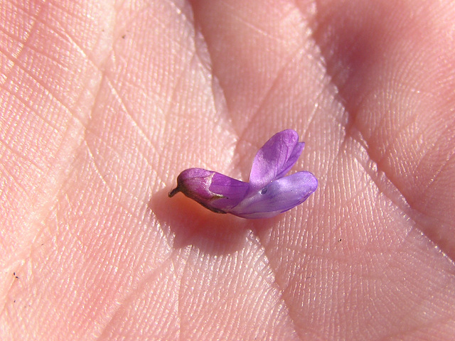 Tufted vetch