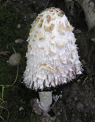 Ink cap fungus