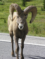 Bighorn Mountain Sheep