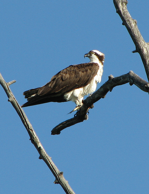 Osprey with fish