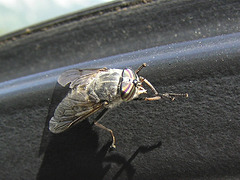 Horse Fly