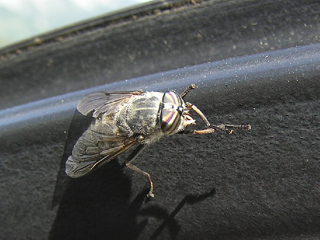 Horse Fly