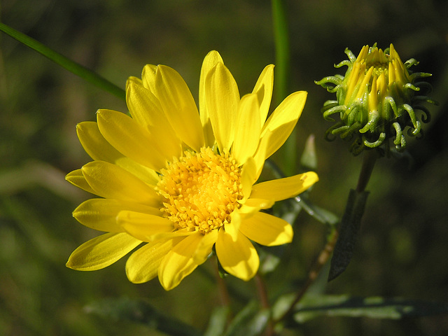 Gumweed