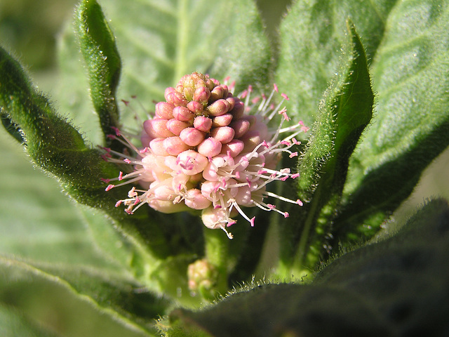 Marsh Smartweed