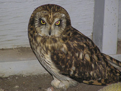 Short-eared Owl