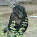Bonobomädchen Khaya (Wilhelma)