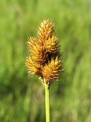 Bebb's Sedge