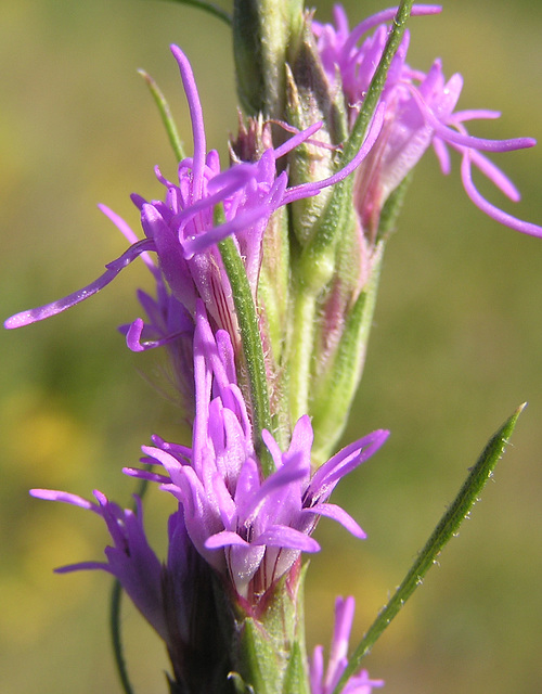 Dotted Blazingstar