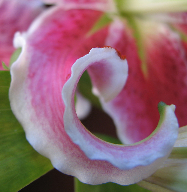 Curl of a lily