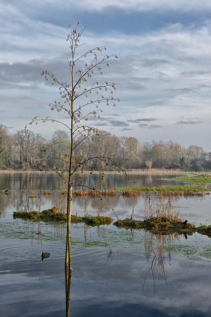 Flooded fields in winter light - 3