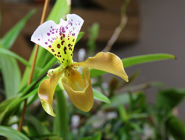 Paphiopedilum x (3)