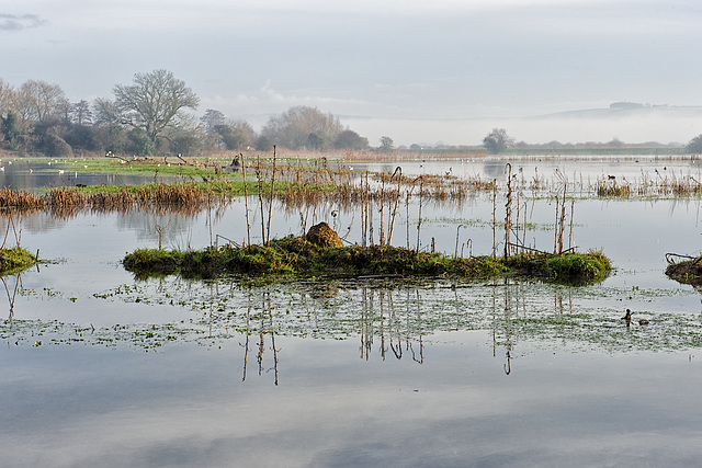 Flooded fields in winter light - 1