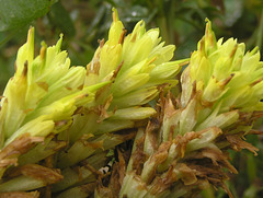 Yellow Paintbrush