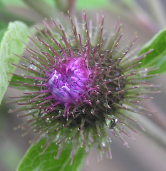 Common Burdock