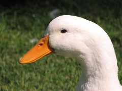 White duck