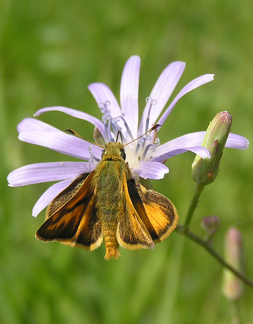 Skipper on Blue Lettuce