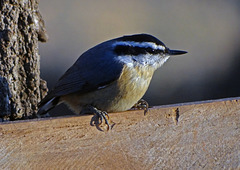 Red Breasted Nuthatch are the usual in England but  I have waited 7 years to see the red variety here in America