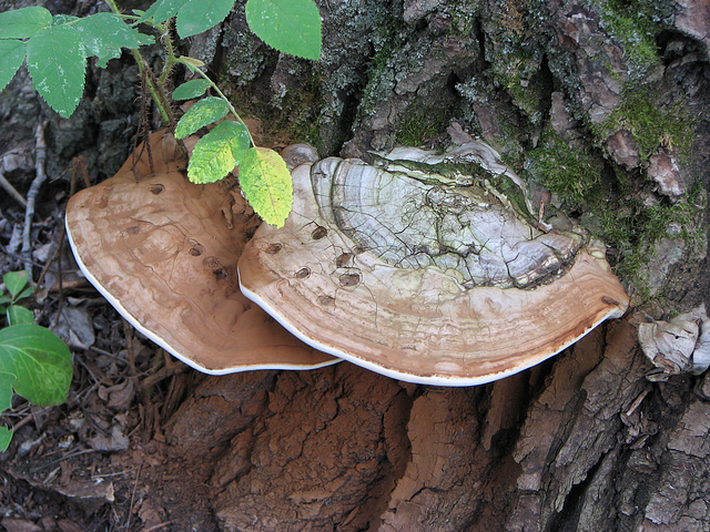 Fungus Fungus