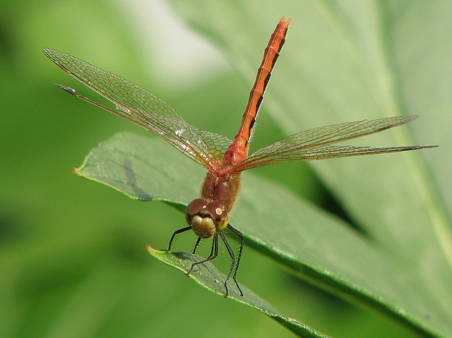 Cherry-faced Meadowhawk