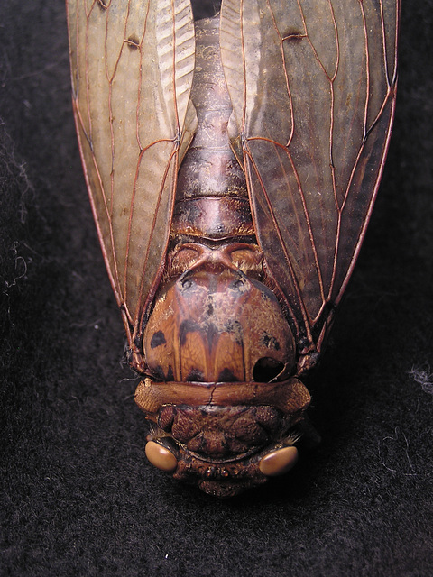 Cicada