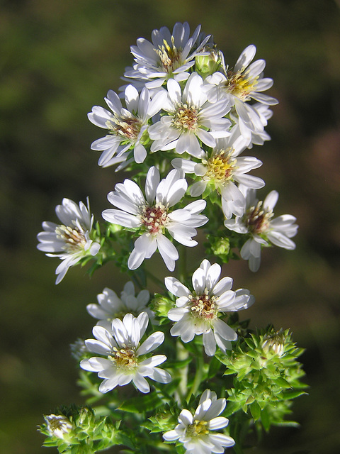 Prairie Aster